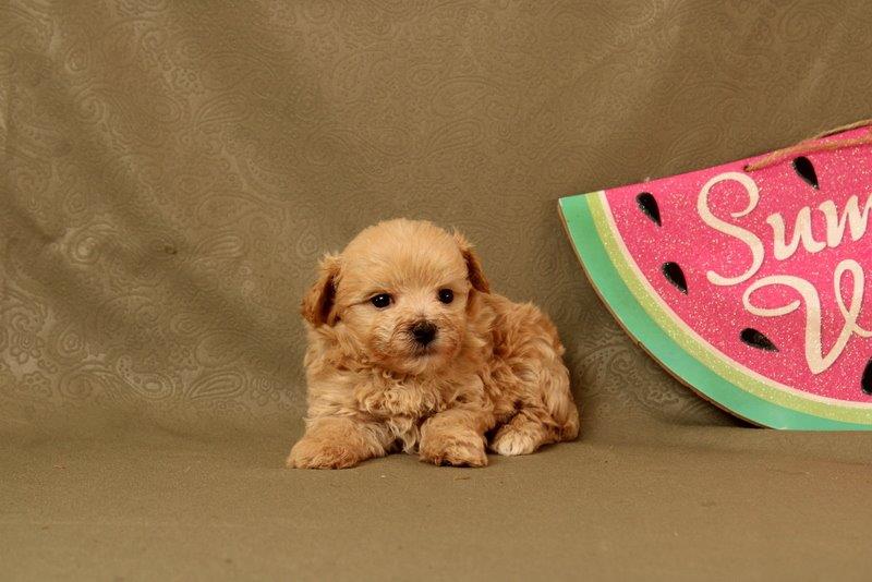 puppy, for, sale, Maltipoo, Matthew B. Stoltzfus, dog, breeder, Gap, PA, dog-breeder, puppy-for-sale, forsale, nearby, find, puppyfind, locator, puppylocator, aca